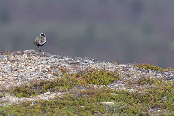 Northern Golden Plover, Áilegas fell, Finland, June 2025