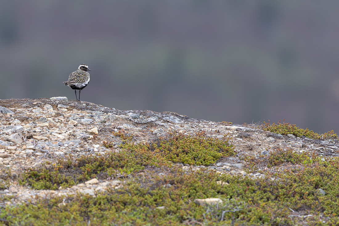 Northern Golden Plover, Áilegas fell, Finland, June 2025