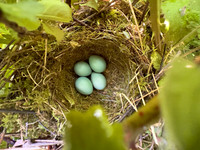 Dunnock