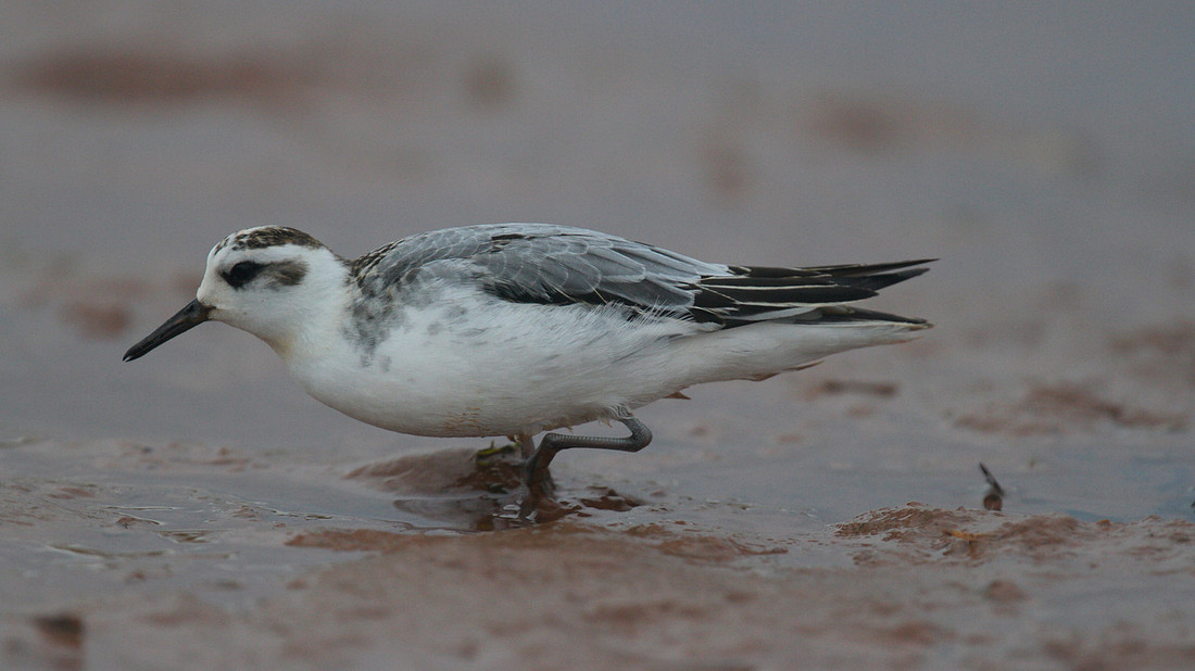 Grey Phalarope, Budleigh Salterton, October 2014