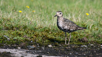 American Golden Plover, Davidstow, October 2016