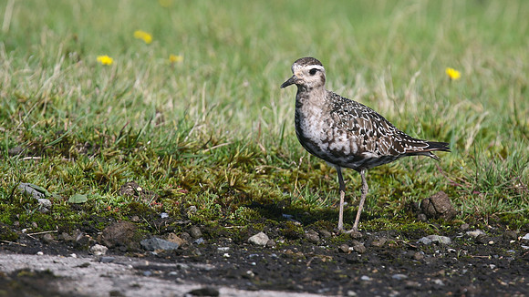American Golden Plover, Davidstow, October 2016