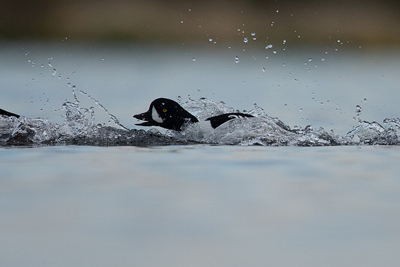 Barrows Goldeneye, River Laxa, Iceland, June 2022