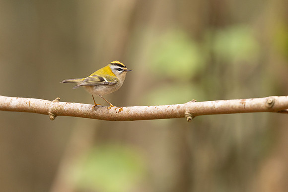 Firecrest, Forest of Dean, April 2024