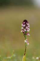 Burnt Tip-orchid var. aestivalis, Ladle Hill, July 2024,