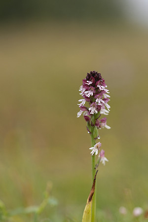 Burnt Tip-orchid var. aestivalis, Ladle Hill, July 2024,