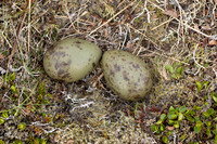 Arctic Skua, Snæfellsnes peninsula, Iceland, June 2022