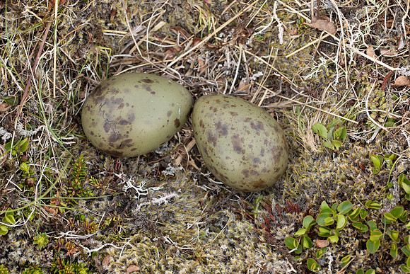 Arctic Skua, Snæfellsnes peninsula, Iceland, June 2022