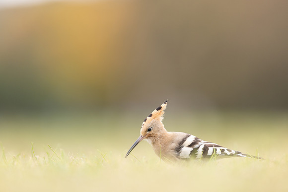Hoopoe, Swansea, October 2024