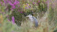 Grey Heron, Slimbridge, August 2014.