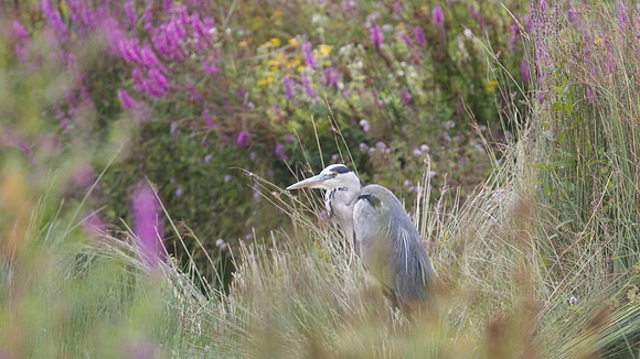 Grey Heron, Slimbridge, August 2014.