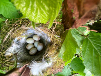 Greenfinch, Tytherington, April 2022.