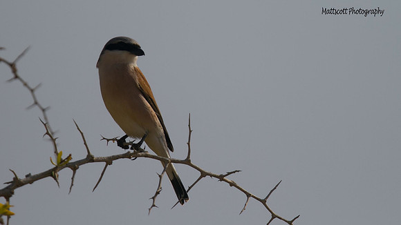 Red-backed Shrike, Cape Greco 2014