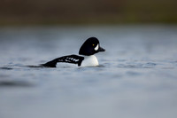 Barrows Goldeneye, River Laxa, Iceland, June 2022