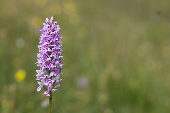 Common Spotted-orchid, Morgans Hill, June 2024