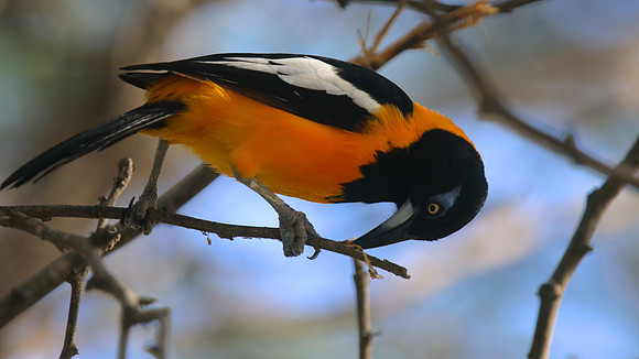 Venezuelan Troupial, Palm Beach, Aruba, November 2015.
