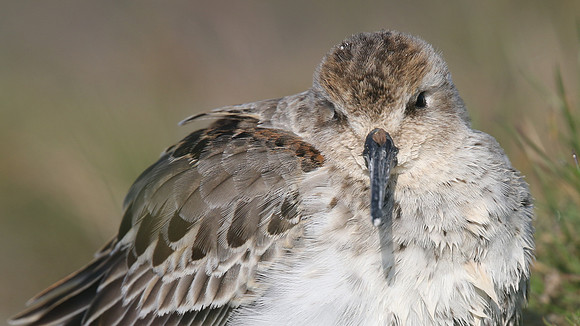 Dunlin, Davidstow Airfield, October 2016