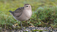 American Golden Plover, Davidstow, October 2014