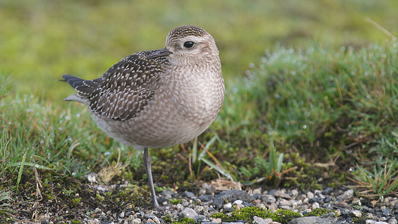 American Golden Plover, Davidstow, October 2014