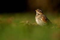 Redwing, Tockington, December 2022