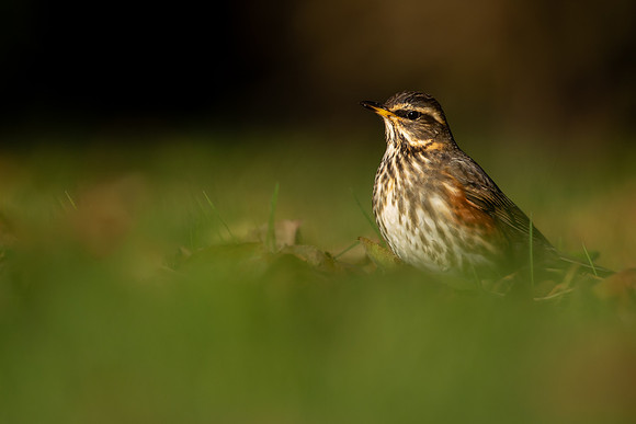 Redwing, Tockington, December 2022