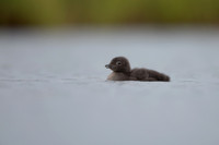 Red-throated Diver, Floi, Iceland, June 2022