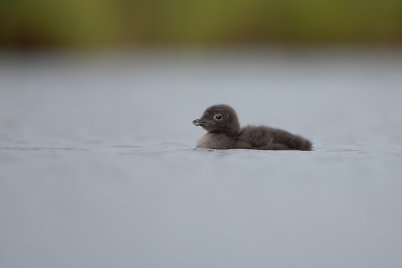 Red-throated Diver, Floi, Iceland, June 2022