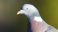 Wood Pigeon