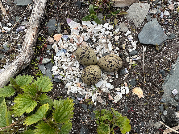 Tundra Ringed Plover, Vadso, Norway, June 2023