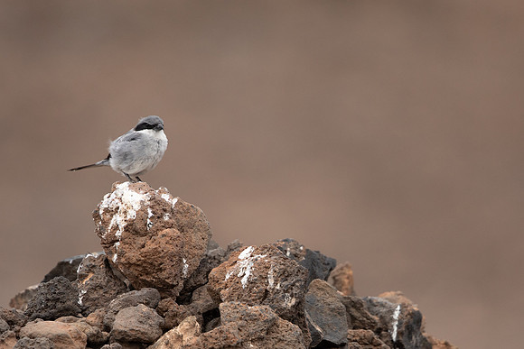 Southern Grey Shrike, Lanzarote, July 2022.