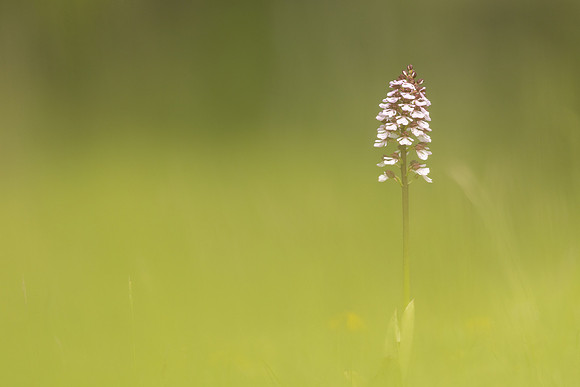 Lady Orchid, Kent, May 2024