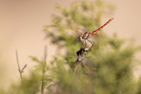Red-veined Darter, (male) Cape Greco, Cyprus, July 2024