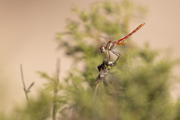 Red-veined Darter, (male) Cape Greco, Cyprus, July 2024