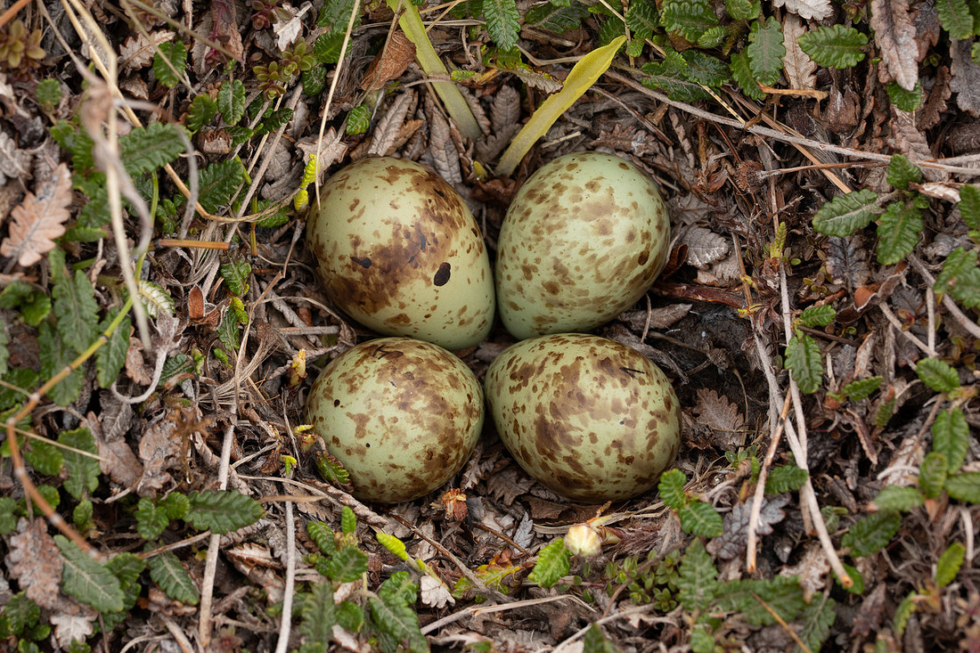 Purple Sandpiper, Nest 1, Raufarhofn, Iceland, June 2022