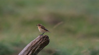 Whinchat, Aust Warth, September 2014