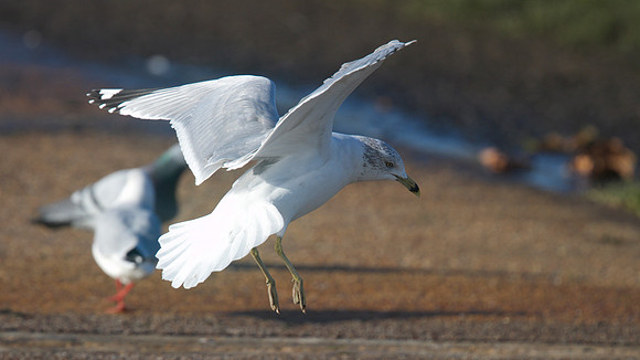 Ring-billed Gull, Walpole Park, Gosport, December 2014