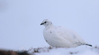 Ptarmigan, Cairngorms, Feb 2015