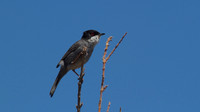 Sardinian Warbler Tomb of the Kings, Paphos 2014