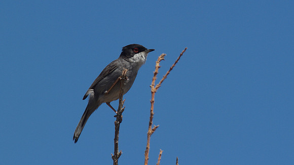Sardinian Warbler Tomb of the Kings, Paphos 2014