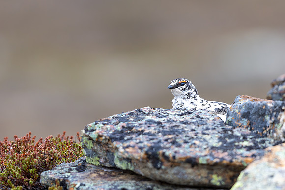 Ptarmigan, Mount Alias, Finland, June 2025