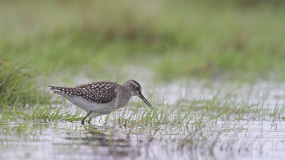 Wood Sandpiper, Northwick Warth, August 2014