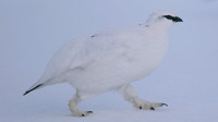 Ptarmigan, Cairngorms, Feb 2015