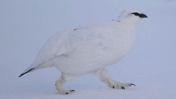 Ptarmigan, Cairngorms, Feb 2015