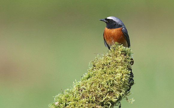 Redstart (Male) Thursley Common, May 2018