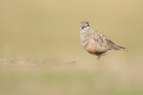 Dotterel, Cleeve Common, September 2022