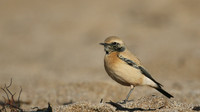 Wheatears