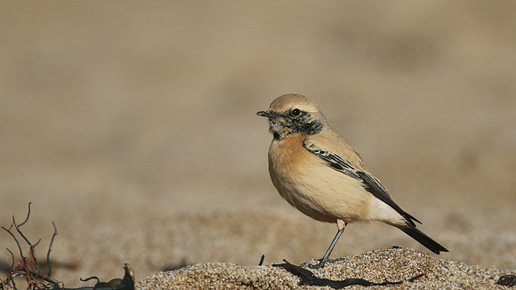 Desert Wheatear, Thurlestone, Devon, November 2016
