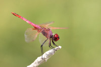 Violet Dropwing, Cape Greco, Cyprus, July 2024