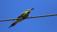 Blue-cheeked Bee-Eater, Larnaca, April 2016