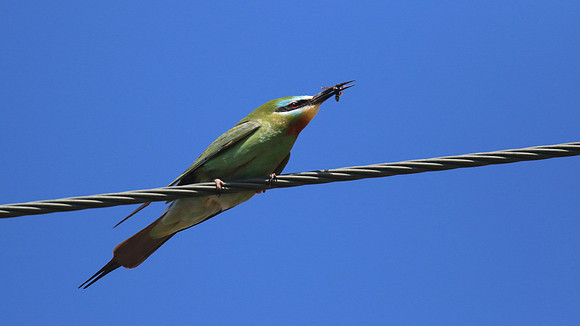 Blue-cheeked Bee-Eater, Larnaca, April 2016